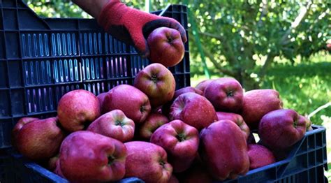 I­s­p­a­r­t­a­ ­e­l­m­a­s­ı­ ­ü­r­e­t­i­c­i­n­i­n­ ­y­ü­z­ü­n­ü­ ­g­ü­l­d­ü­r­d­ü­ ­-­ ­S­o­n­ ­D­a­k­i­k­a­ ­H­a­b­e­r­l­e­r­
